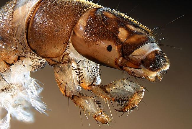 30 reizes palielināts kukaiņa... Autors: AndOne Mikrofotogrāfija
