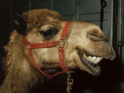Smaidīgais kamielis Nils... Autors: Durrrr van der Kurrr "Gudrākā" pasaka! :D