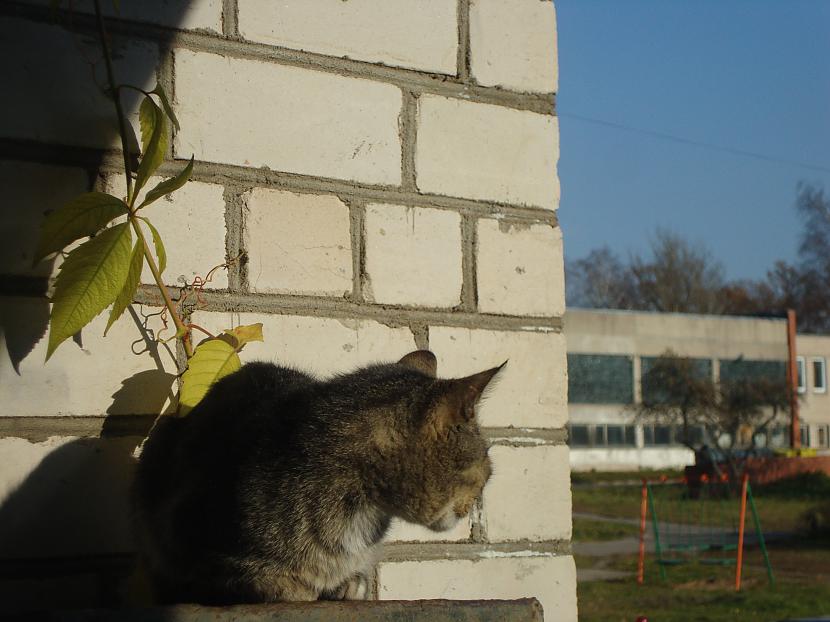 Mans pzējošais kaķis Autors: LuckyDay Šodienas rudens
