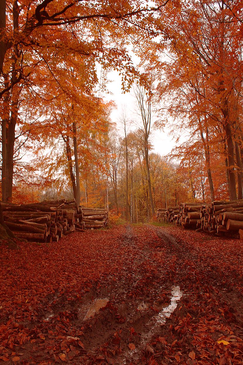 Ceļš cauri mežam Ak šis rudens... Autors: Kamergrauzis Møn, Danmark