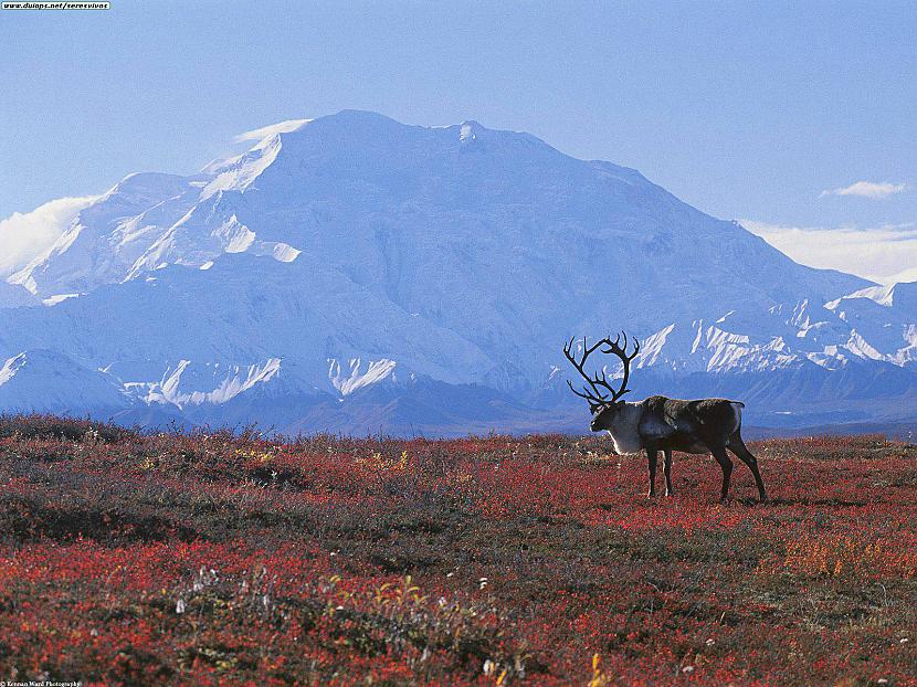 tundra nedzivo neviens cilvēks... Autors: Fosilija !!! TUNDRA !!!