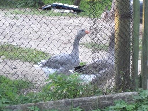  Autors: mazakuce Rīgas klusākā vieta - Kundziņsala