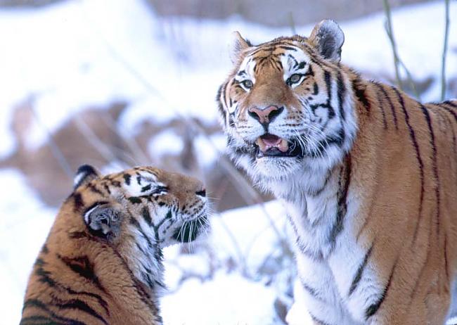 USŪRIJAS TĪĢERIS  Panthera... Autors: Ceineriits Savvaļas Kaķi.