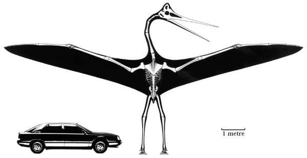 Spārnu plētums 1011 metri Autors: Fosilija Daži krutākie reptiļi kādi eksistējuši.