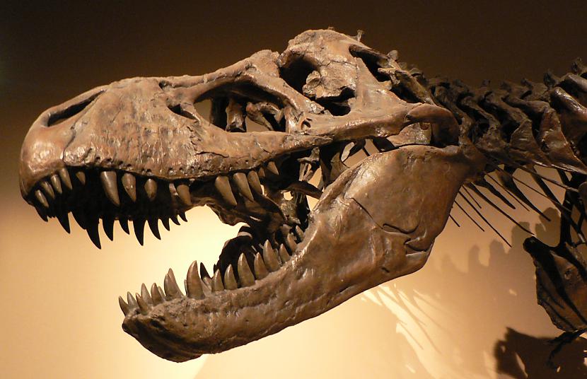 TyrannosaurusVēlā Krīta... Autors: Fosilija Daži krutākie reptiļi kādi eksistējuši.