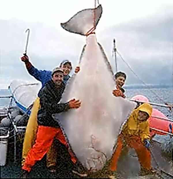 lielākais baltais paltuss... Autors: Optimists NaCl Fenomenāli zivju izmēri ....