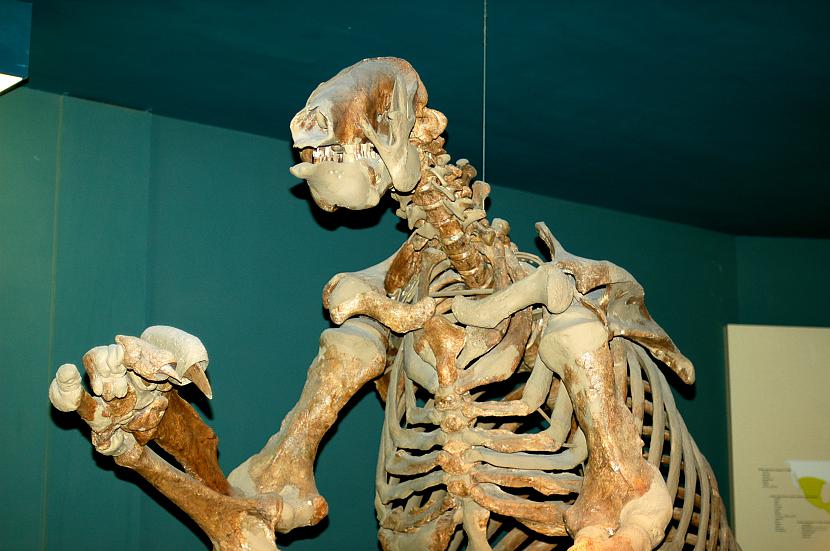 Megalonyx jeb Ground sloth Autors: Fosilija Daži krutākie zīdītāji un putni