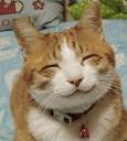 Kad kaķi ir laimīgi... Autors: Lavruhins Fa-..fa-...Facts!