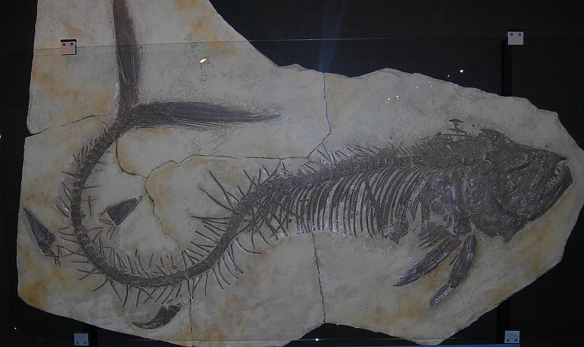 Vēlā Krīta perioda milzu zivs Autors: Fosilija Dažas krutākās zivis
