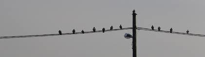  Autors: lacukstedy Kāpēc putniem, sēžot uz elektrības vada, nesit elektrī