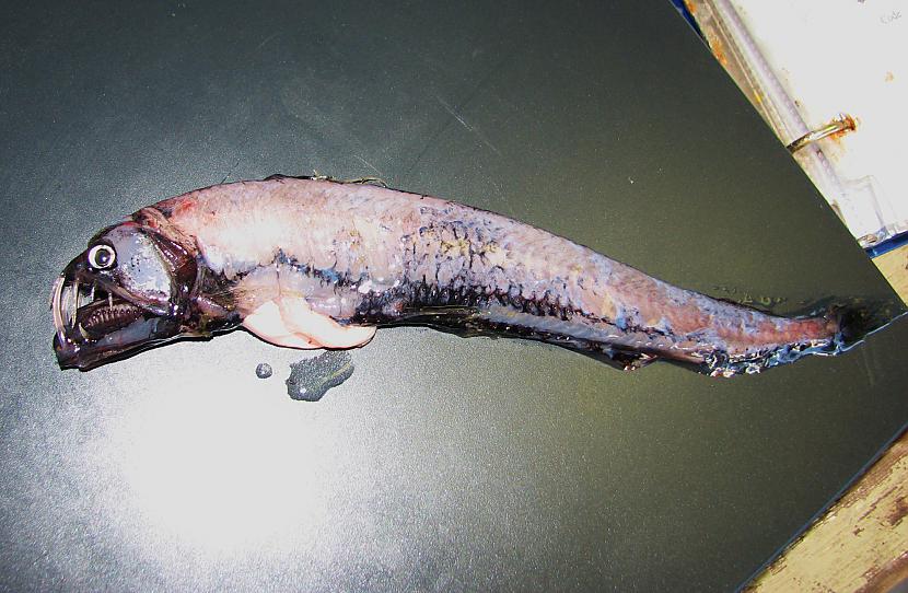 Garums līdz 60cm un dzīvo līdz... Autors: Fosilija Dažas krutākās dziļūdens zivis