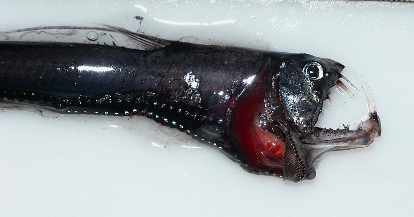  Autors: Fosilija Dažas krutākās dziļūdens zivis