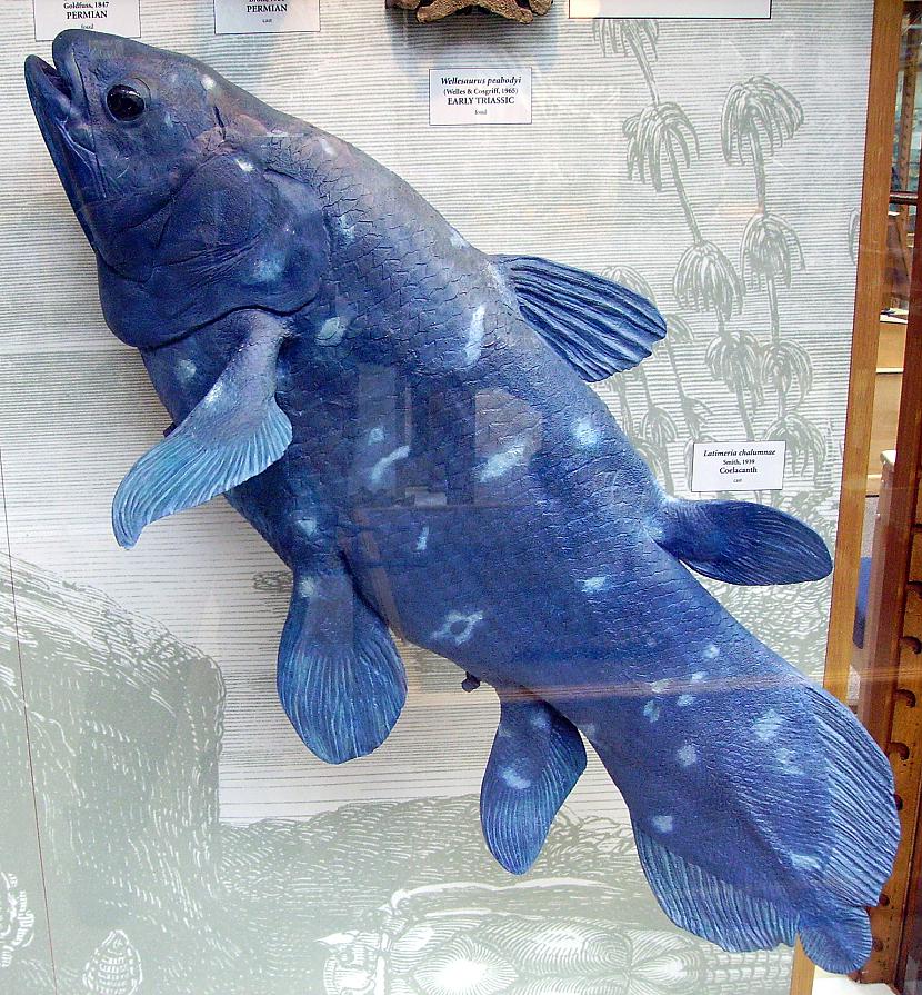Latimeria Autors: Fosilija Dažas krutākās dziļūdens zivis