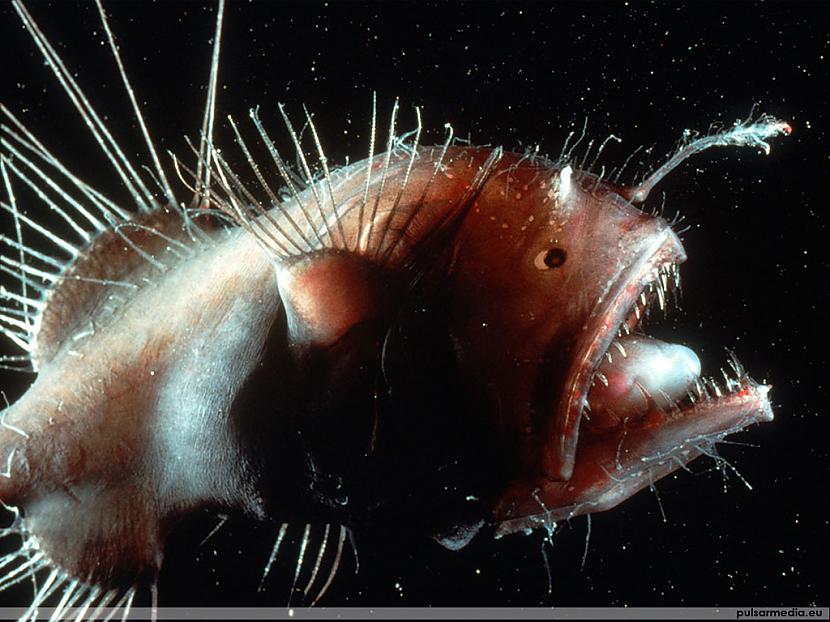 Dzīvo līdz 18 km dziļumā Autors: Fosilija Dažas krutākās dziļūdens zivis