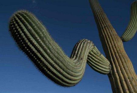 Indiāņu kaktusus izmantoja... Autors: Sabana Saguaro