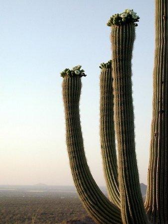  Autors: Sabana Saguaro