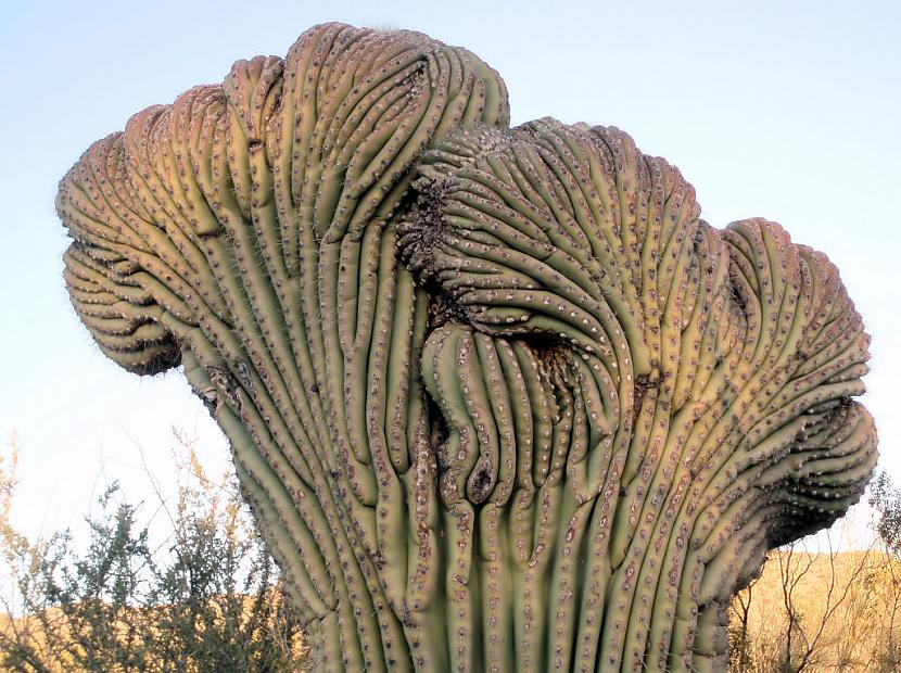  Autors: Sabana Saguaro