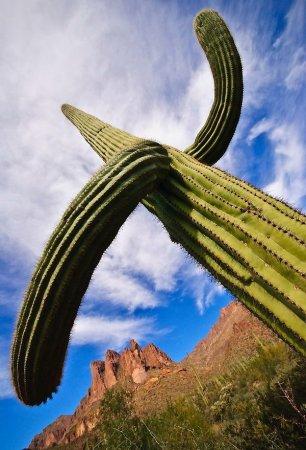 Pirmo 30 kaktusa dzīves gados... Autors: Sabana Saguaro