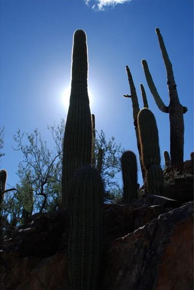  Autors: Sabana Saguaro