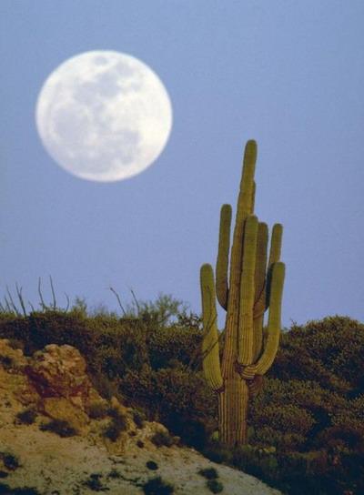  Autors: Sabana Saguaro