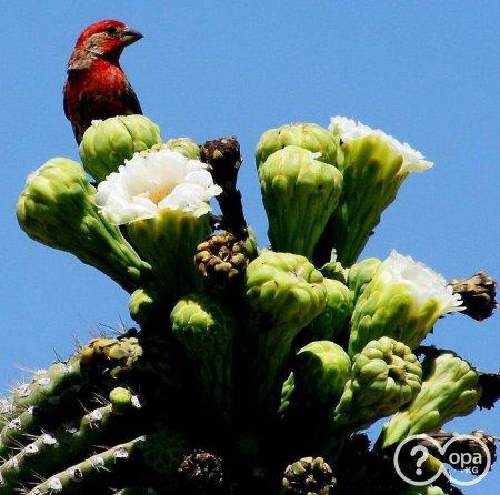 Lai pasargātu saguāro tiek... Autors: Sabana Saguaro