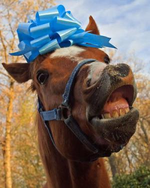 Dāvātam zirgam zobus neizsit Autors: ashulis Būs vien jātic!