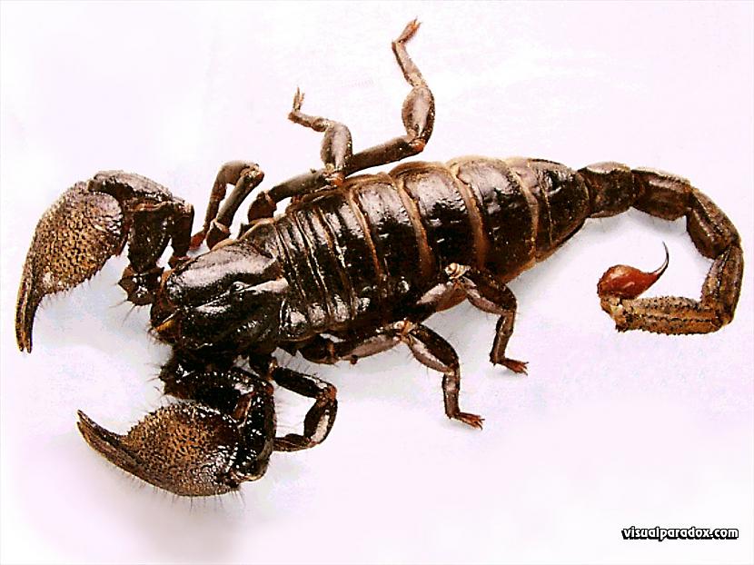 Ja kāds uzlies skorpionam uz... Autors: Tavs Sencis Interesanti fakti par visu ;)