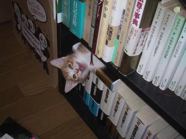 Japānas  kaķis Autors: ruudza6 Asv vs Japāna