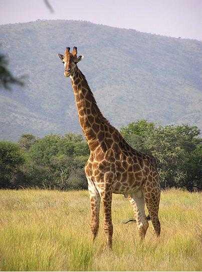 5vieta 58 m garā žirafe... Autors: Dynamic Mind 10 Pasaules lielākie dzīvnieki!!