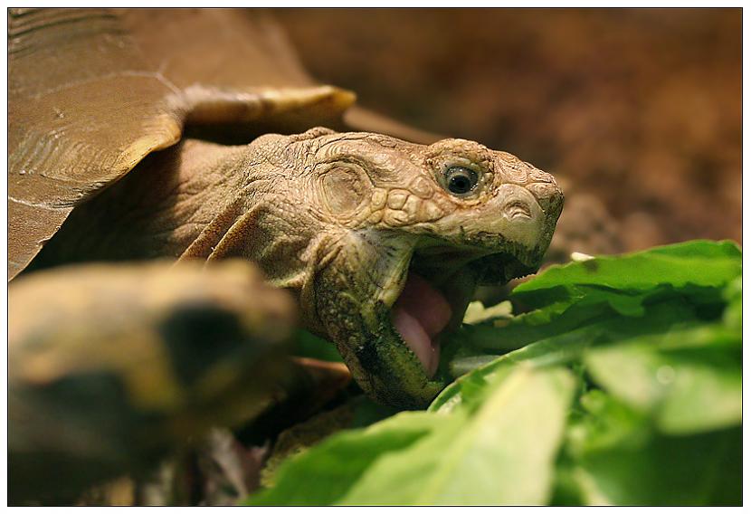 Daži bruņurupuči var nodzīvot... Autors: 6luks Bruņurupuči