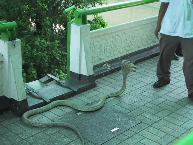 Ja kas sākumā kobrai bijušas... Autors: Optimists NaCl Parasta čūska ?