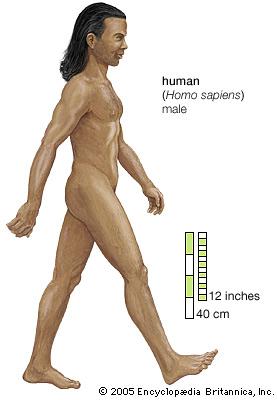 Homo sapiens Autors: Kityangel Evolūcijas teorija tiek apšaubīta!