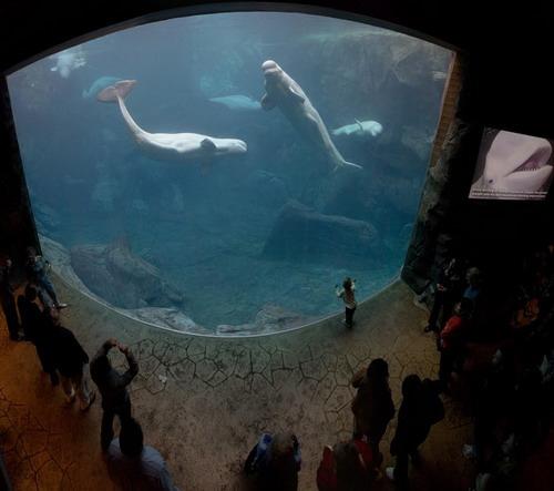 1  Worlds Largest Aquarium ... Autors: nauruha Pasaules lielākie akvāriji