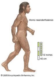 Homo neanderthalensis Autors: Fosilija Kā  radies cilvēks?