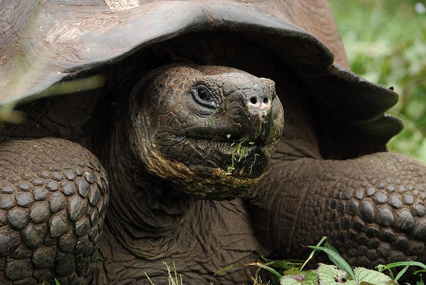  Autors: kapars118 Galapagu milzu bruņurupuči