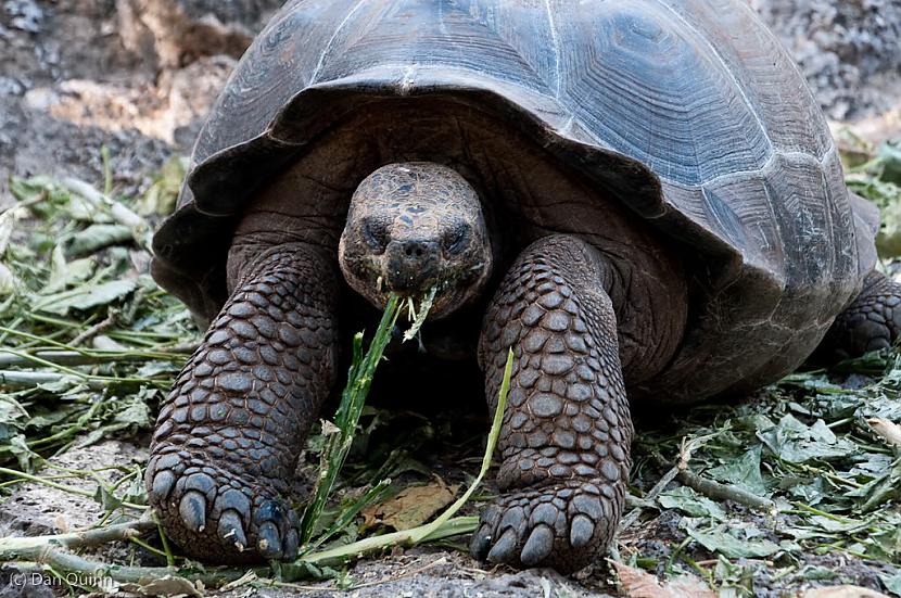 Galapagu milzu bruņurupuči