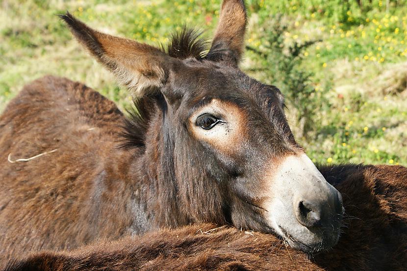 Ēzeļi nogalina vairāk cilvēku... Autors: MEGRUBI Fakti par dzīvniekiem