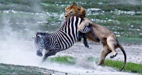  Autors: Optimists NaCl Zebras cīnās un uzvar !