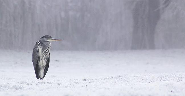 Jālaiciņš šodien foršs D Autors: Bambuchaa Winter..