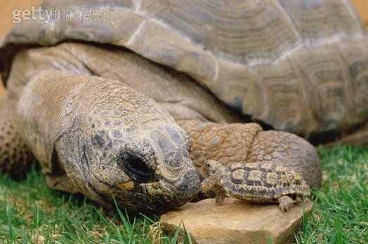 8cm mazais bruņurupucītis tika... Autors: rebicc Pasaulē mazākie dzīvnieciņi!