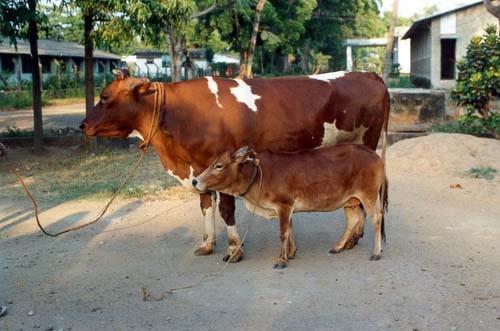 Pasulē mazākajai govij nav... Autors: rebicc Pasaulē mazākie dzīvnieciņi!