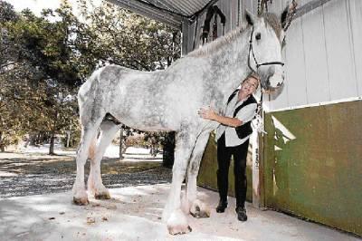 Lielākā zirga tituls pieder... Autors: MilfHunter Ginesa Pasaules Rekordi 2