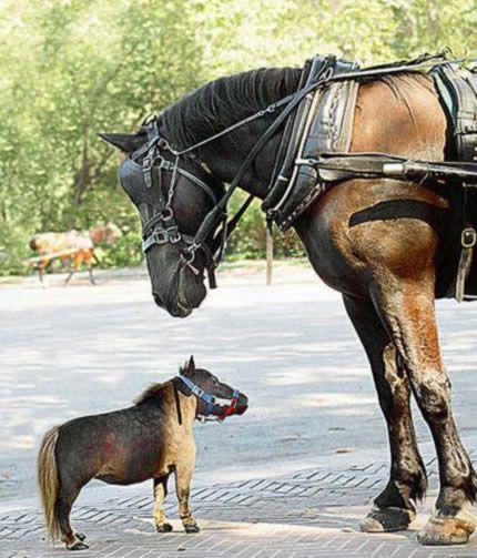 Vismazākais zirdziņš 43 cm... Autors: bee62 Vismazākie dzīvnieki pasaulē