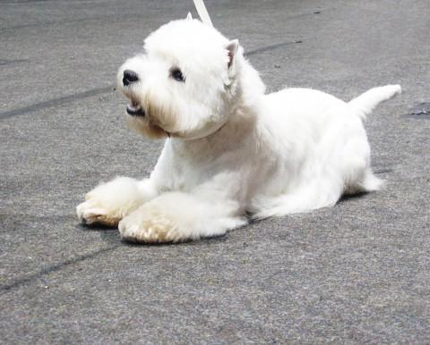 Vesthailendas baltā terjera... Autors: devildragon suņi
