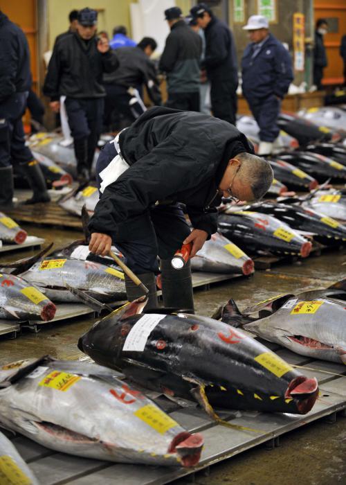  Autors: reds Japānā milzu tunci pārdod par rekordcenu