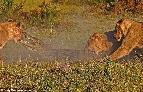   Autors: DarkLV Trīs lauvenes pret krokodīlu..