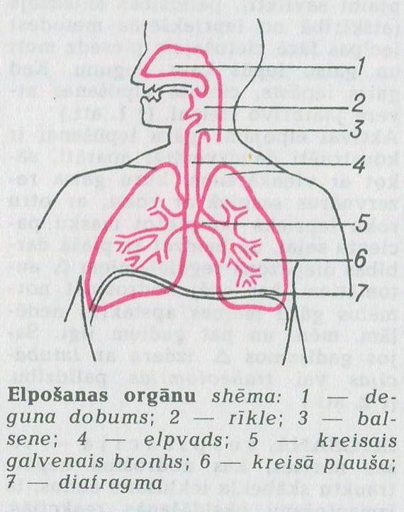 Elpošanas jeb respiratorā... Autors: Meep Cilvēku orgānu sistēmas.