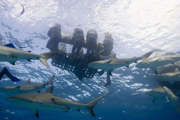 Pēc dažām dienām cilvēki bija... Autors: keikei7 Visbriesmīgākais haizivju uzbrukums vēsturē?
