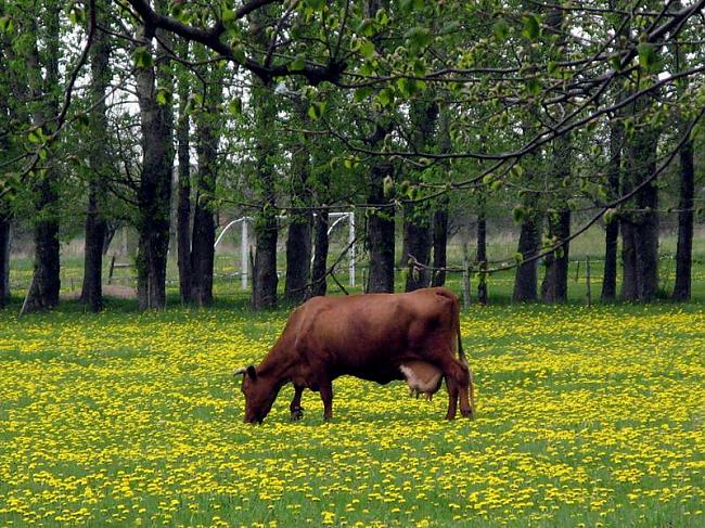 Govs savas dzīves laikā vidēji... Autors: SeReO Interesanti fakti - 2.