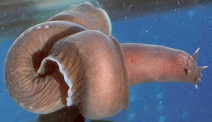 10 Miksīna Hagfish jeb Myxini Autors: VinijsPūks 25 pasaules jocīgākie dzīvnieki